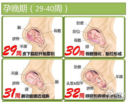 胎儿发育全过程图谱 带你了解生命历程 专属准妈妈幸福