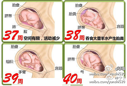 胎儿发育全过程图谱 带你了解生命历程 专属准妈妈幸福