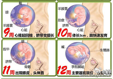 胎儿发育全过程图谱 带你了解生命历程 专属准妈妈幸福