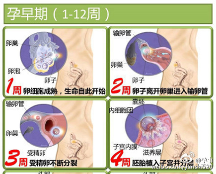 胎儿发育全过程图谱 带你了解生命历程 专属准妈妈幸福