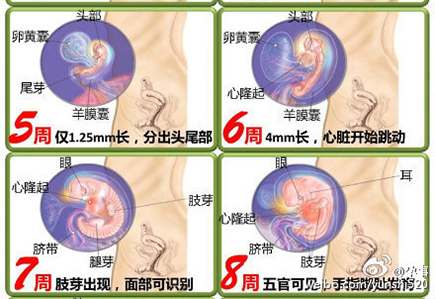 胎儿发育全过程图谱 带你了解生命历程 专属准妈妈幸福