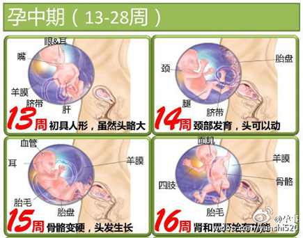 胎儿发育全过程图谱 带你了解生命历程 专属准妈妈幸福