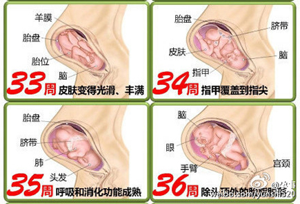 胎儿发育全过程图谱 带你了解生命历程 专属准妈妈幸福