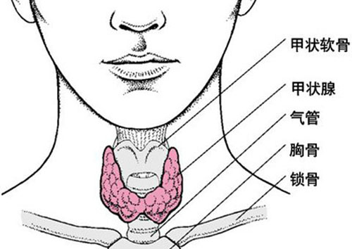 甲状腺组织图