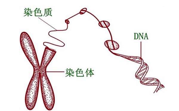 专家分析，人工流产的病因