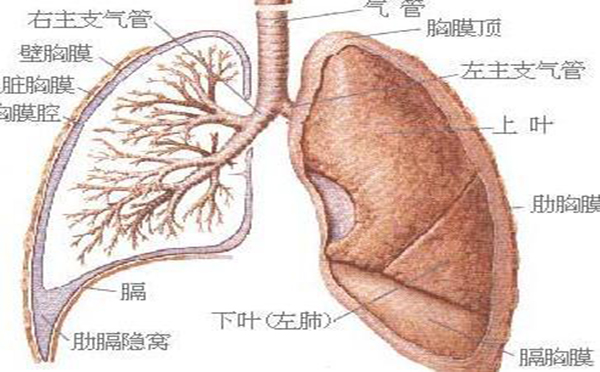 专家向您解答  肺纤维化症状起因