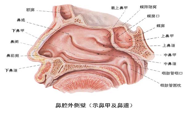 得了鼻咽癌怎么办  鼻咽癌怎么治疗