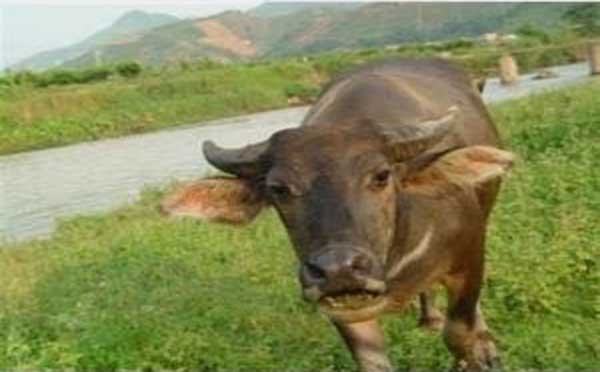 内蒙古疑似牛炭疽疫情 网友表示猪牛羊全部沦陷